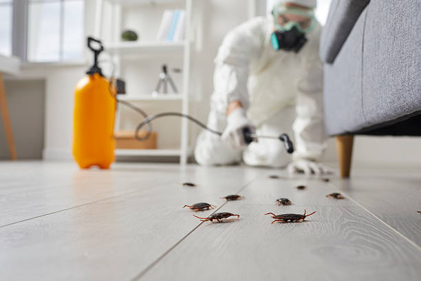 Trusted Rodent Control service in Pomona, KS - Nex Pest Control